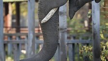 Kijevo zoologijos sode