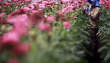 Kolumbijos gėlių augintojai ruo&scaron;iasi artėjančiai Valentino dienai