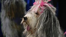 &bdquo;Westminster Kennel Club&ldquo; &scaron;unų paroda
