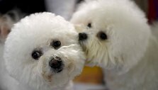 &bdquo;Westminster Kennel Club&ldquo; &scaron;unų paroda