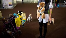 &Scaron;anchajaus naminių gyvūnėlių expo paroda
