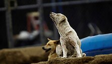 Benamių &scaron;unų rojus Kosta Rikoje &ndash; 750 &scaron;unys gyvena 152 hektarų plote, kur jais rūpinasi veterinarai ir savanoriai