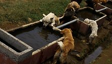Benamių &scaron;unų rojus Kosta Rikoje &ndash; 750 &scaron;unys gyvena 152 hektarų plote, kur jais rūpinasi veterinarai ir savanoriai