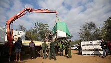 I&scaron; cirko Pietų Amerikoje i&scaron;laisvinti liūtai buvo paleisti į rezervatą Pietų Afrikos Respublikoje