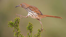 &bdquo;Audubon&ldquo; fotografijos apdovanojimų geriausios 2016 m. pauk&scaron;čių nuotraukos