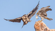 &bdquo;Audubon&ldquo; fotografijos apdovanojimų geriausios 2016 m. pauk&scaron;čių nuotraukos