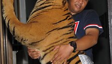 Indonezijoje sunaikinti nelegalūs gaminiai i&scaron; retų ir nykstančių gyvūnų 