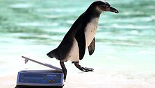 Londono zoologijos sode pasvertas pingvinas nu&scaron;oka nuo svarstyklių
