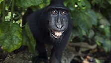 Besi&scaron;ypsančios makakos Tangkoko nacionaliniame parke Indonezijoje