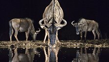 Pietų Afrikos Respublikos gamtos rezervate užfiksuoti naktį vandenį geriantys gyvūnai