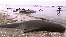 Naujojoje Zelandijoje į krantą i&scaron;mesta &scaron;imtai negyvų delfinų