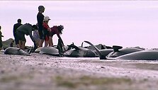 Naujojoje Zelandijoje į krantą i&scaron;mesta &scaron;imtai negyvų delfinų