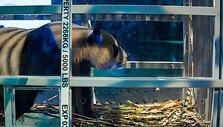Nyderlandai žavisi i&scaron; Kinijos atskraidinta pandų pora