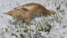 Gausus pavasarinis sniegas Europoje