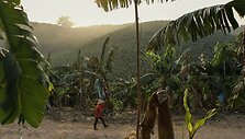Laose auginamų bananų plantacijos &ndash; finansinė nauda ir pavojus dėl naudojamų chemikalų