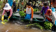 Laose auginamų bananų plantacijos &ndash; finansinė nauda ir pavojus dėl naudojamų chemikalų
