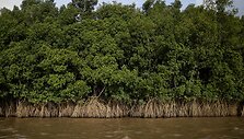 Amazonės žiotyse naftos ie&scaron;koti planuojantys brazilai kelia pavojų vietinei bendruomenei ir gamtai