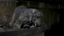 Prie&scaron; metus uždarytame Buenos Airės zoologijos sode dauguma gyvūnų vis dar narvuose