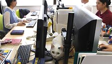Nuo streso Japonijos darbuotojus gelbsti biuruose gyvenantys katinai