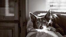 Geriausios praėjusių metų &scaron;unų nuotraukos