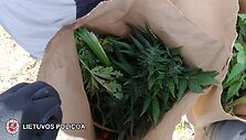 Sulaikyti narkotikai
