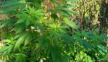 Kanapių plantacija