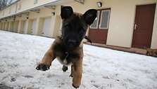 Pasieniečių tarnybinių &scaron;unų būrį papildė keturi jauni belgų aviganiai