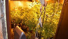 Aptikta kanapių auginimo laboratorija