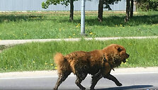 Pasimetęs &scaron;uo