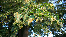 Labanoro gamta