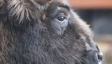 Stumbrų &scaron;eimyna Lietuvos zoologijos sode