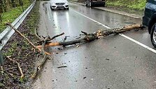 Ant važiuojančio kauniečio automobilio užkrito medis