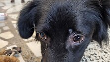 Kai&scaron;iadoryse i&scaron;gelbėti tamsoje tvarte laikyti i&scaron;badėję &scaron;unys