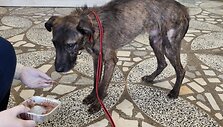 Kai&scaron;iadoryse i&scaron;gelbėti tamsoje tvarte laikyti i&scaron;badėję &scaron;unys