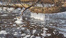 &Scaron;u&scaron;vės upėje gamta &bdquo;prikepė&ldquo; vandens &scaron;akočių ir blynų