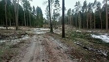 Kurortinėje Kačerginės teritorinėje kertami medžiai