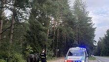 Kauno rajone paramedikai ir policija gelbėjo keliu įėjusį arklį
