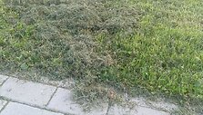 Jonučių bendruomenė piktinasi, kad vietos valdžia tinkamai neprižiūri verslo dovanoto parko