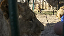 Pavasarį Lietuvos zoologijos sode &ndash; meilės metas