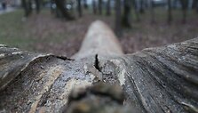 &bdquo;Inkilų daugiabutis&ldquo; Kauno Ąžuolyne