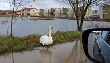 Užlieti sklypai Romainiuose