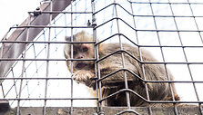 Beždžionių gyvenimas Kauno zoologijos sode