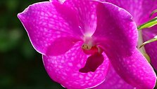 niujorko-botanijos-sode-tukstanciai-orchideju-ziedu