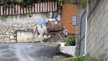 Albanijoje galima i&scaron;vysti ir &scaron;tai tokį transportą