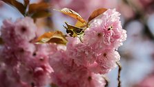 sipausa_20061795