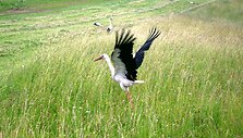 Fotokonkursas &bdquo;Žalia vasara&ldquo;: pasigrožėkite skaitytojų kadrais (IV)