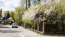 Kaukazinės slyvos baltai nudažė Vilnių
