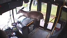 Elnias autobuse 