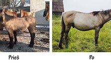 Kapucinas. I&scaron; pradžių savanoriai juokais kalbėjo, kad tai turbūt asiliukas. Jis net garsus skleidė, kaip asiliukas. Buvo labai baik&scaron;tus, nepasitikintis žmonėmis. Dabar jis sparčiai auga, keičiasi ir pagaliau darosi pana&scaron;us į tikrą arklį bei tampa tikru žmogaus draugu.