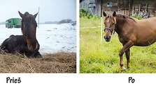 Kakava. Ji turėjo būti humani&scaron;kai užmigdyta, nes i&scaron;vežimo dieną pati nepajėgė atsistoti. Tinkama veterinarinė pagalba bei rūpestis ir dabar ji jaučiasi puikiai. O greičiausiai netgi turės kumeliuką bei taps mamyte.